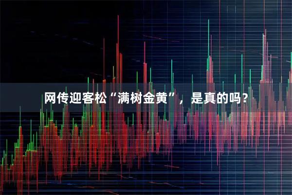 网传迎客松“满树金黄”，是真的吗？